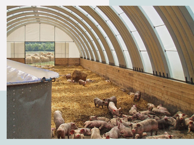 Строительство свинарников в Электростали